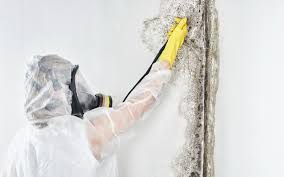 Best Mold Removal for HVAC Installations  in Cleveland, TX